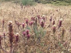 Castilleja exserta latifolia