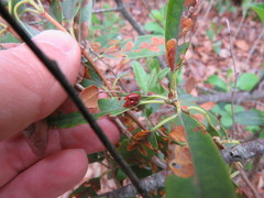 Tricholochmaea kalmiae