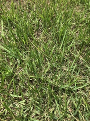 Zoysia japonica