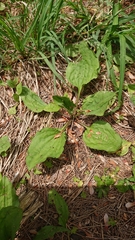 Plantago asiatica