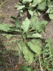Plantago asiatica