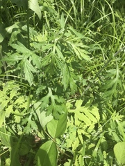 Artemisia princeps