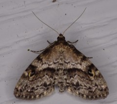 Melanomma auricinctaria