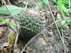 Mammillaria crucigera