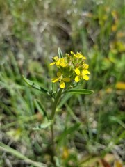 Erysimum inconspicuum