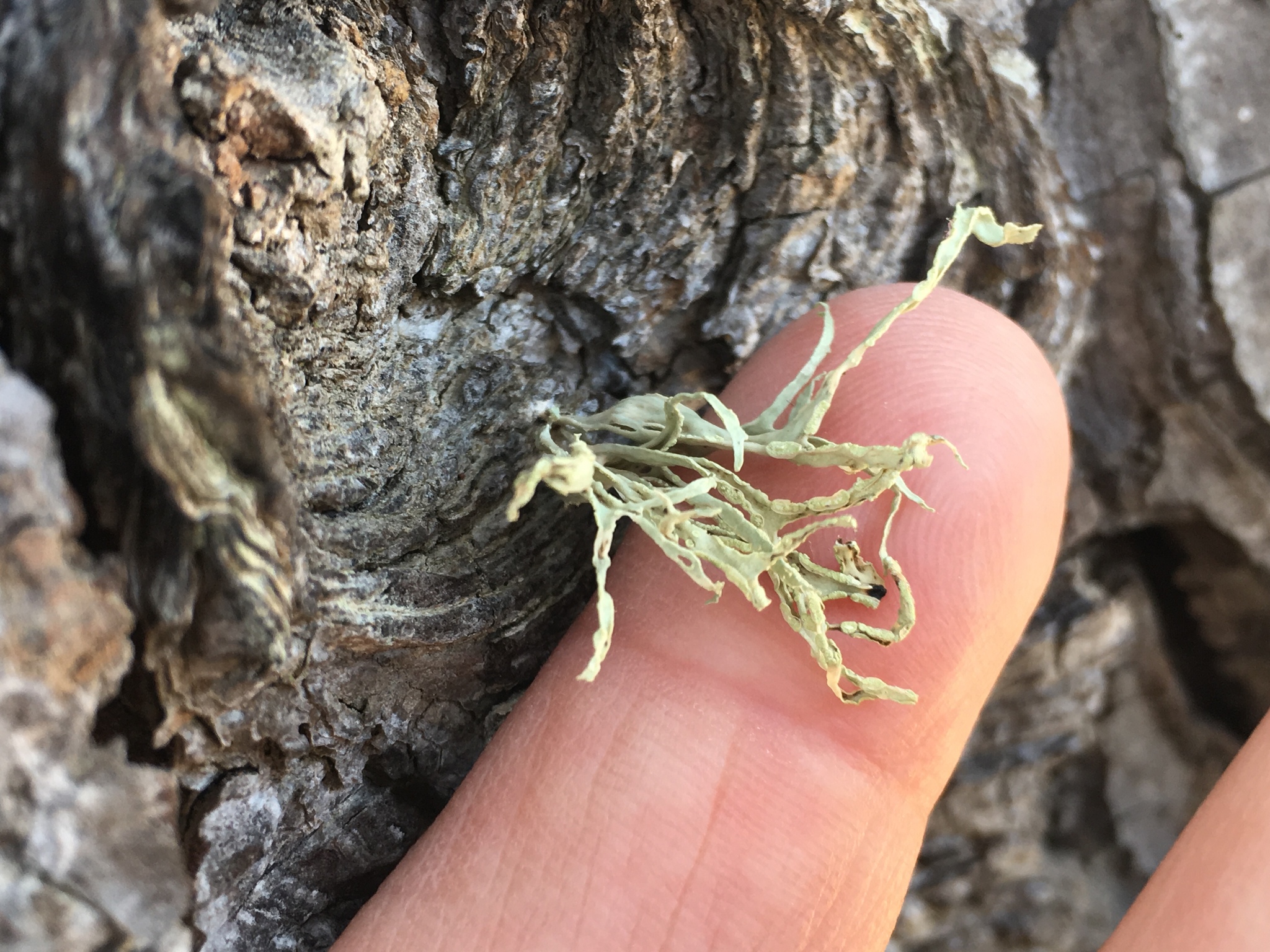 Ramalina farinacea image