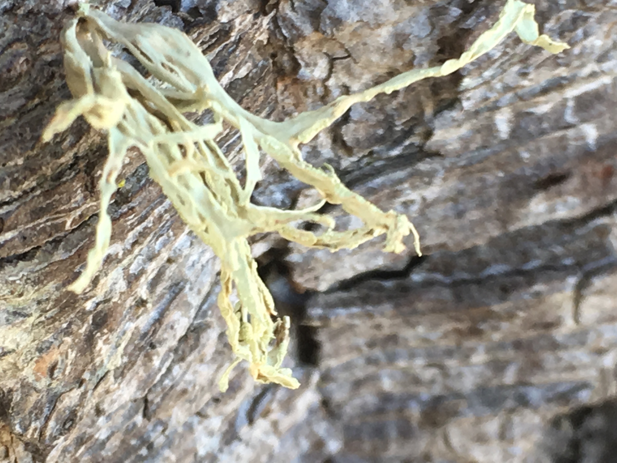 Ramalina farinacea image