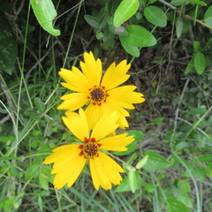 Coreopsis basalis