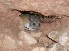 Peromyscus labecula