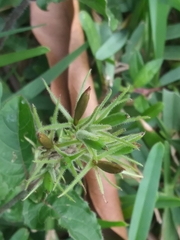 Ruellia ciliatiflora