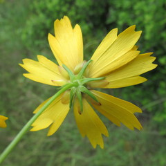 Coreopsis basalis