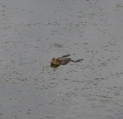 Pelophylax ridibundus