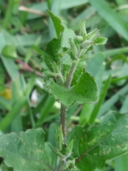 Ruellia ciliatiflora