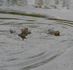 Pelophylax ridibundus