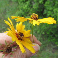 Coreopsis basalis