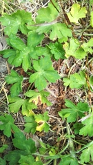 Geranium thunbergii
