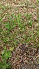 Zoysia japonica