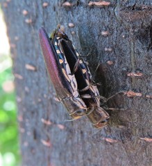 Agrilus difficilis