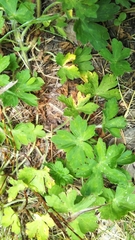 Geranium thunbergii