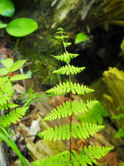 Cystopteris bulbifera