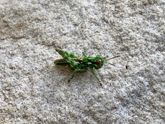 Melanoplus splendidus