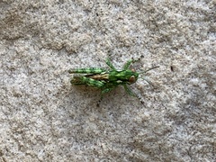 Melanoplus splendidus