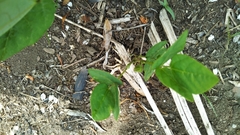 Glycine max soja