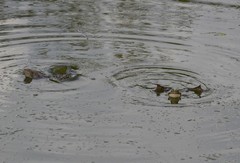 Pelophylax ridibundus