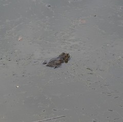 Pelophylax ridibundus