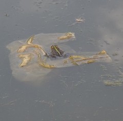 Pelophylax ridibundus