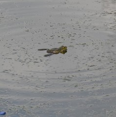 Pelophylax ridibundus