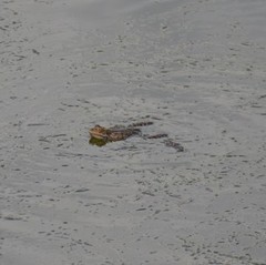 Pelophylax ridibundus