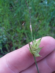 Carex turgescens