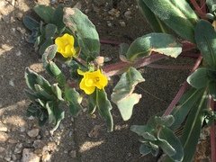 Camissoniopsis cheiranthifolia cheiranthifolia