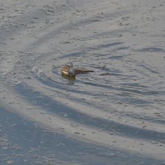 Pelophylax ridibundus