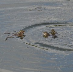 Pelophylax ridibundus
