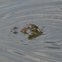 Pelophylax ridibundus
