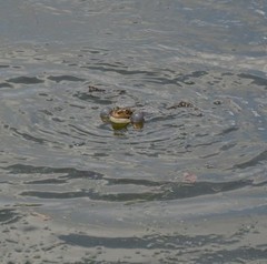 Pelophylax ridibundus