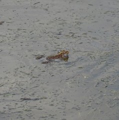 Pelophylax ridibundus