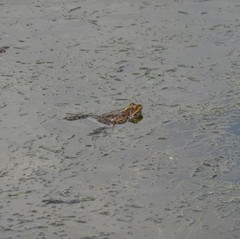 Pelophylax ridibundus