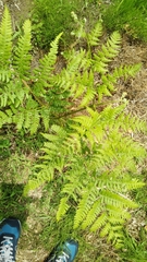 Pteridium