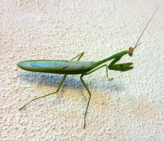 Stagmatoptera septentrionalis