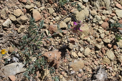Dalea pogonathera walkerae