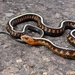Red-spotted Garter Snake - Photo (c) cbernz, some rights reserved (CC BY-NC)
