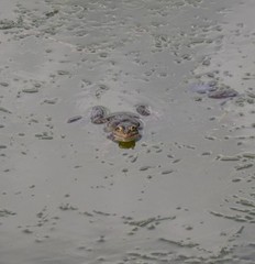 Pelophylax ridibundus