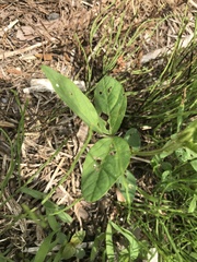 Glycine max soja