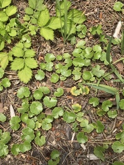 Hydrocotyle sibthorpioides
