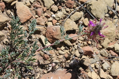Dalea pogonathera walkerae