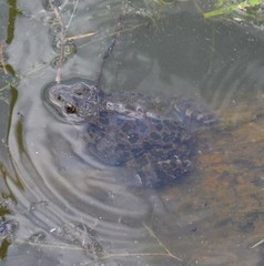 Pelophylax ridibundus