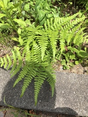 Pteridium aquilinum